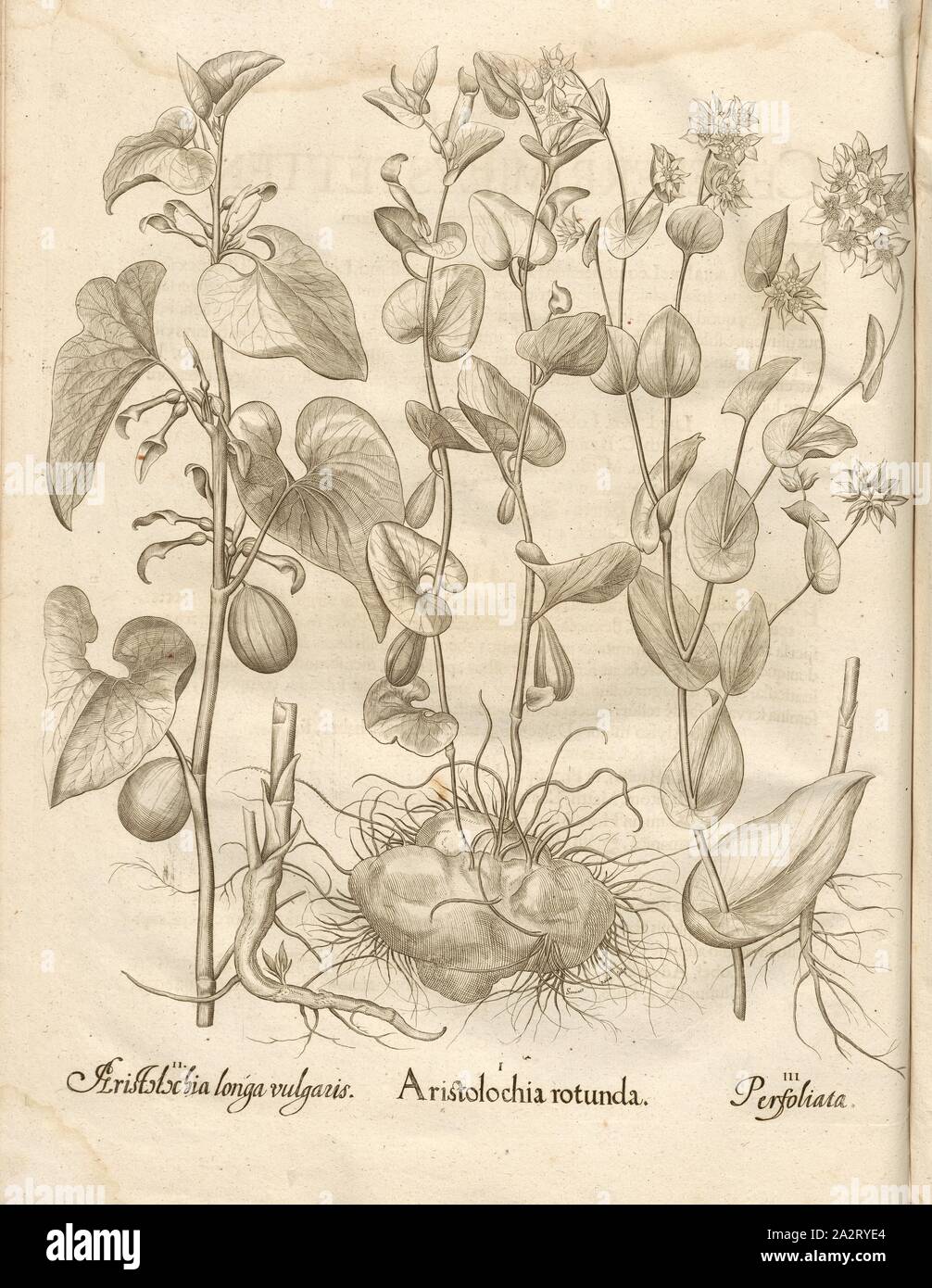 Aristolochia longa vulgaris, Aristolochia rotunda, tuyau, perfoliata chez Fleurs, gravure sur cuivre, p. 428, Basilius Besler, ; Jungermann, Ludwig, 1713, Basilius Besler : Hortus Eystettensis (...). Nürnberg, 1713 Banque D'Images