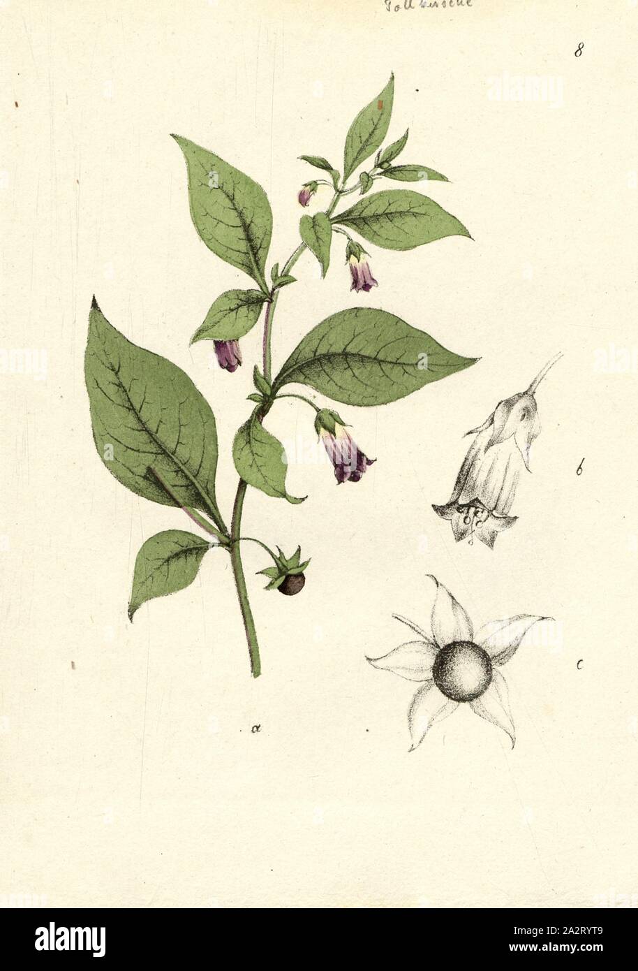 Atropa belladonna L., Wolf cherry, Belladonna, Belladonna, fig. 8, après p. 84, Labram, Jonas David (gezeichnet) ;, Brodtmann, C. J (lith.), Johannes Hegetschweiler, Jonas David Labram, C. J. Brodtmann : Die Giftpflanzen der Schweiz. Zürich : Verlag von Albert Unflad ; bei Johannes Esslinger, Praeceptor, [18 Banque D'Images