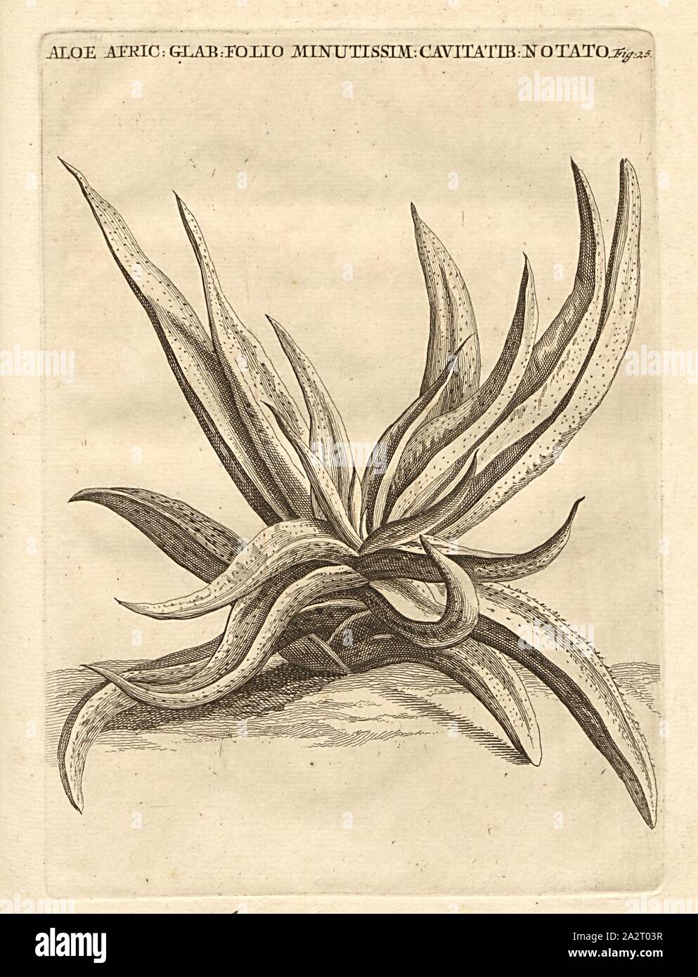 Feuille d'aloès d'Afrique- lisse minute donner, cavités Crassula capitella Thunb., ssp., thyrsiflora (Thunb.) Toelken, fig. 25, après p. 76, p. 139, 1703, Caspari Commelin ... Botanica Praeludia exoticarum demonstrationes ad publicas plantarum, dicta dans horto medico ... son accedunt plantarum rariorum et praeludiis recensitarum exoticarum en botanicis, icones et descriptiones. Lugduni Batavorum : apud Fredericum Haringh, 1703 Banque D'Images Feuille d'aloès d'Afrique- lisse minute donner, cavités Crassula capitella Thunb., ssp., thyrsiflora (Thunb.) Toelken, fig. 25, après p. 76, p. 139, 1703, Caspari Commelin ... Botanica Praeludia exoticarum demonstrationes ad publicas plantarum, dicta dans horto medico ... son accedunt plantarum rariorum et praeludiis recensitarum exoticarum en botanicis, icones et descriptiones. Lugduni Batavorum : apud Fredericum Haringh, 1703 Banque D'Images