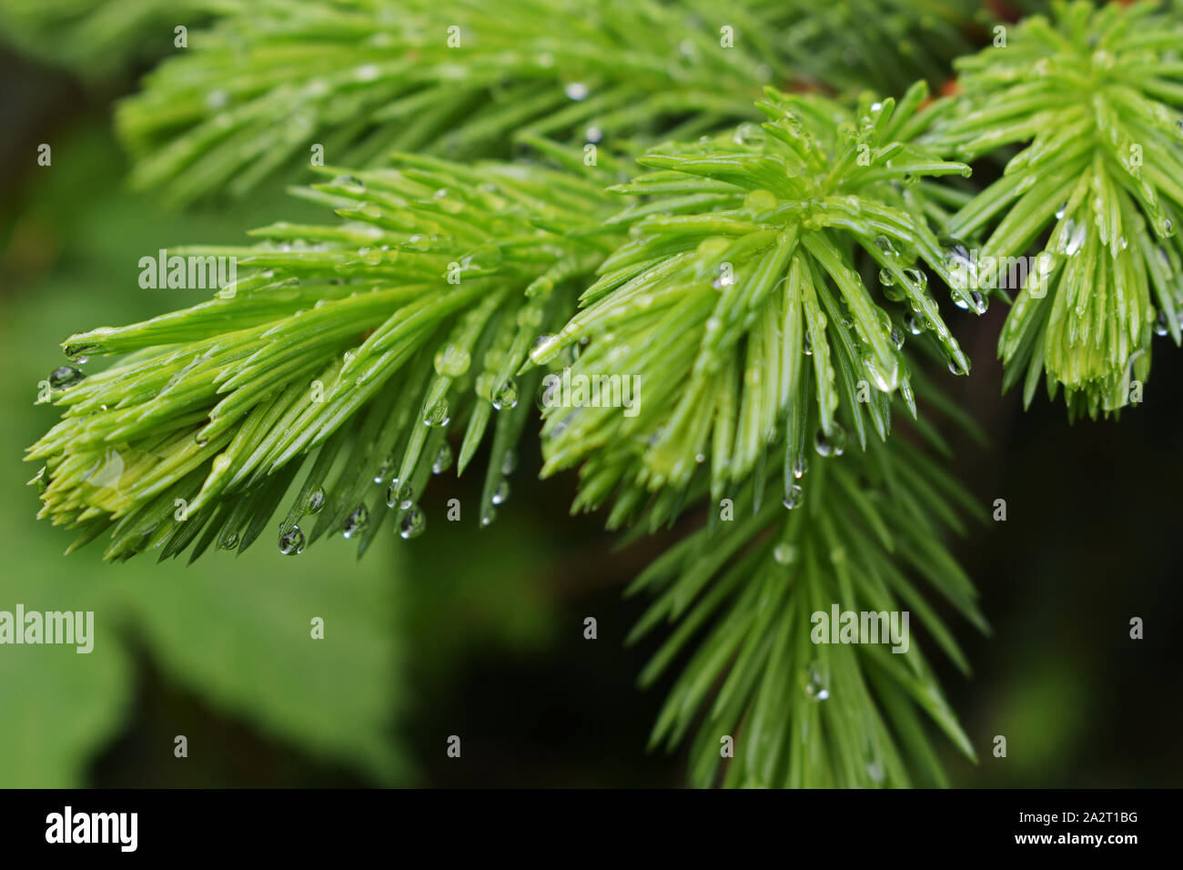 Close up of pine tree branch avec gouttes de Banque D'Images