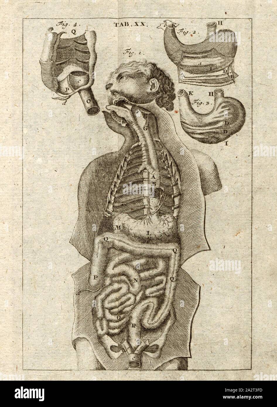 Dans le pharynx, l'estomac et les intestins, les organes digestifs, la plaque 20, p. 250, Kulmus, Johann Adam, Johann Adam Kulmus : Anatomische Tabellen : nebst darzu gehörigen Commentaires [...]. In Siebente Ausgabe. Augsburg : verlegts Elias Tobias Lotter, 1764 Banque D'Images