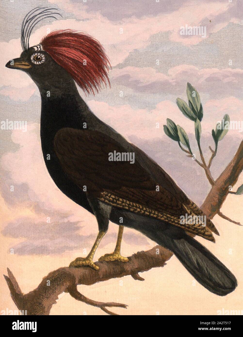 Rouloul de Malacca, Autruche Caille de Malacca, signé : P. Sonnerat pinx, sculptures sur Féssart, pl. 100, après la p. 174 (vol. 2), Pierre Sonnerat, M. (pinx.) ; (Féssart. couche externe), 1782, Pierre Sonnerat, Banque D'Images