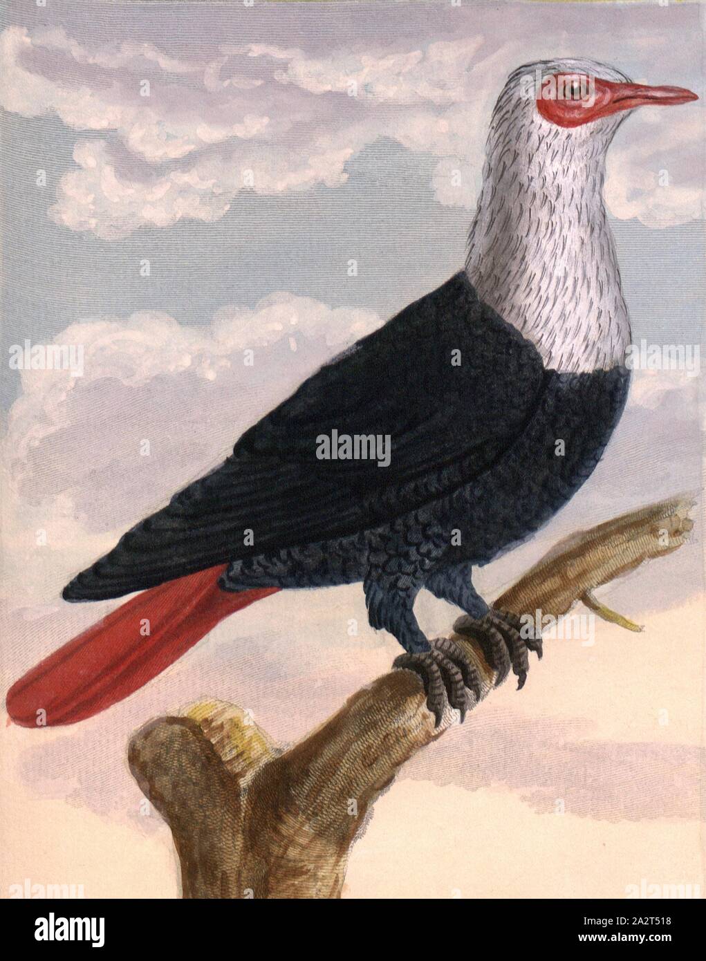 Dutch Pigeon, une colombe, signé : P. Sonnerat pinx, sculptures sur Féssart, Pl. 101, p. 176 après (Vol. 2), Pierre Sonnerat, M. (pinx.) ; (Féssart. couche externe), 1782, Pierre Sonnerat, Banque D'Images