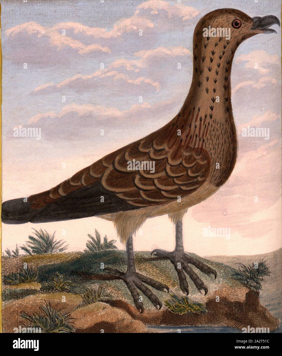 Great Indian vulture, Great Indian Vulture, signé : P. Sonnerat pinx, J.J. Sculptures sur avril, Pl. 105, p. 183 (avant vol. 2), Pierre Sonnerat, M. (pinx.) ; avril, J. J. (couche externe.), 1782, Pierre Sonnerat, Banque D'Images