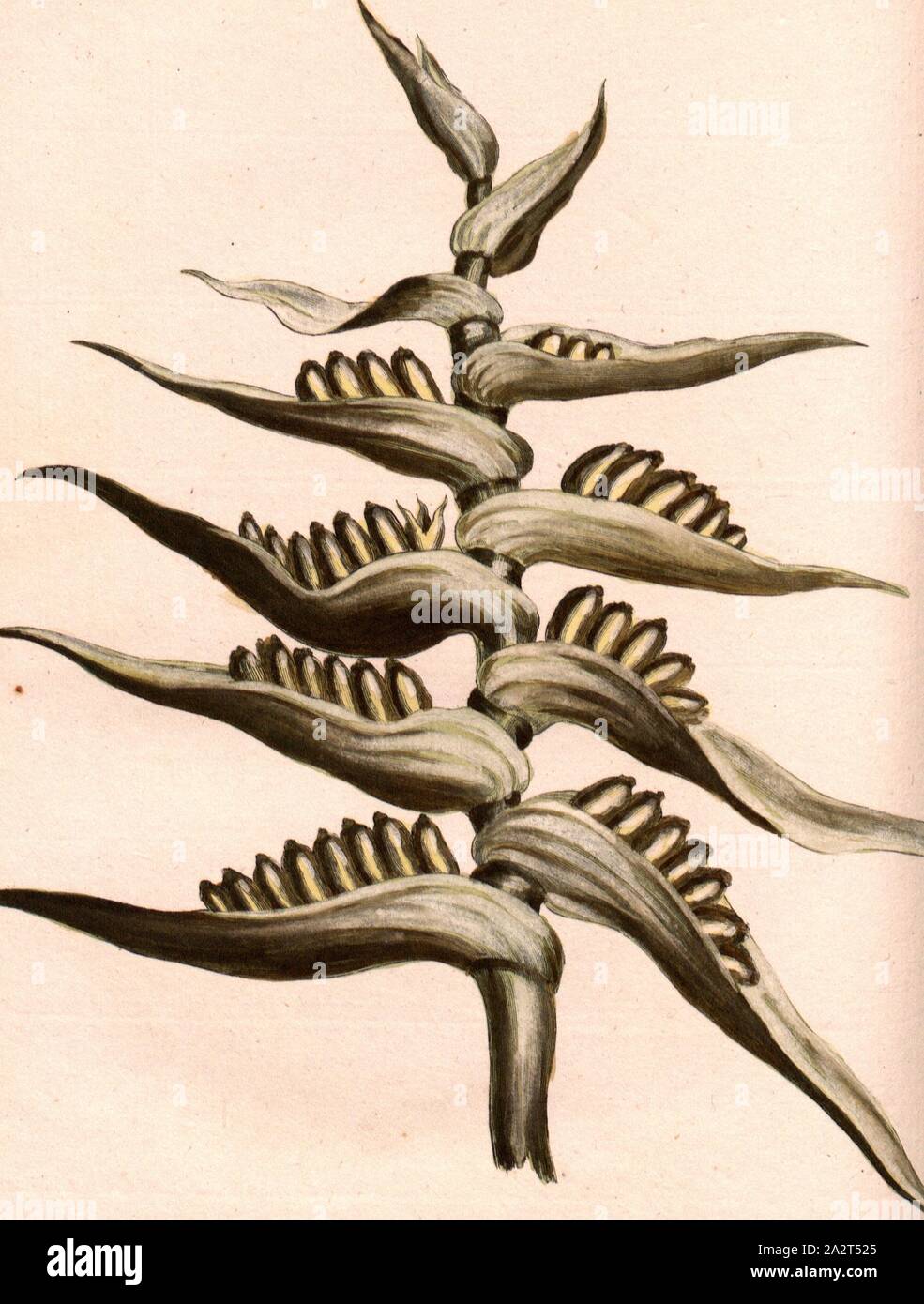 Régime alimentaire fruits Ravenala, fruits de l'arbre du voyageur, signé : P. Sonnerat pinx, Milsan, sculptures sur Pl. 126, p. 223 (avant vol. 2), Pierre Sonnerat, M. (pinx.) ; Milsan (couche externe.), 1782, Pierre Sonnerat, Banque D'Images
