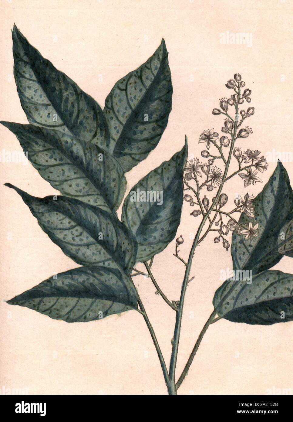 Épouses, (Wampi Clausena lansium), signé : P. Sonnerat pinx, Milsan, sculptures sur pl. 130, p. 232 après (vol. 2), Pierre Sonnerat, M. (pinx.) ; Milsan (couche externe.), 1782, Pierre Sonnerat, Banque D'Images