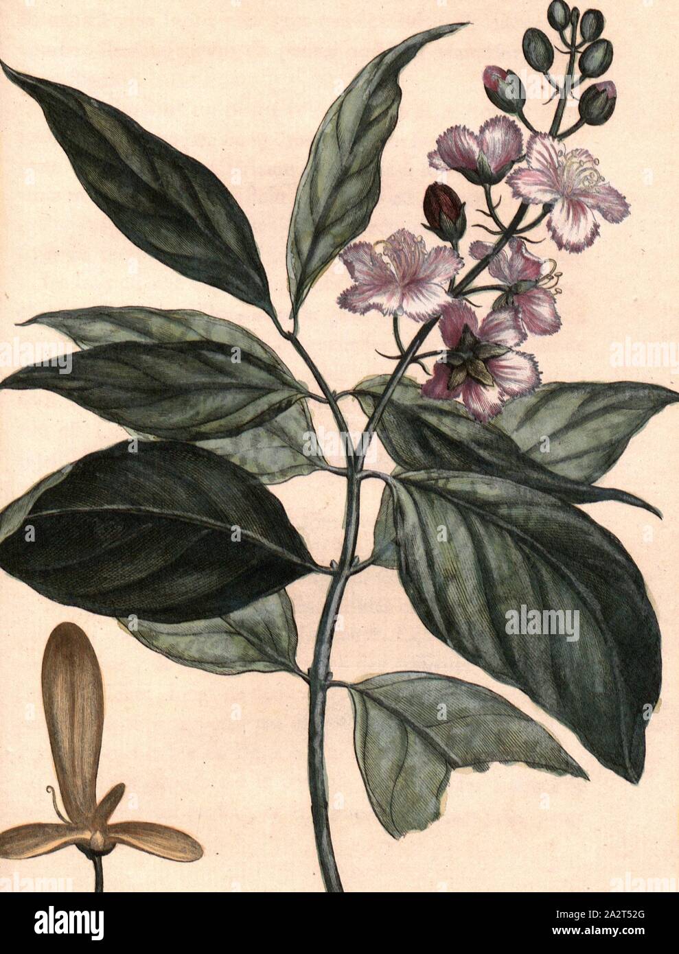 Madablota, Banisteria tetraptera, signé : P. Sonnerat pinx, Milsan, sculptures sur pl. 135, p. 238 après (vol. 2), Pierre Sonnerat, M. (pinx.) ; Milsan (couche externe.), 1782, Pierre Sonnerat, Banque D'Images