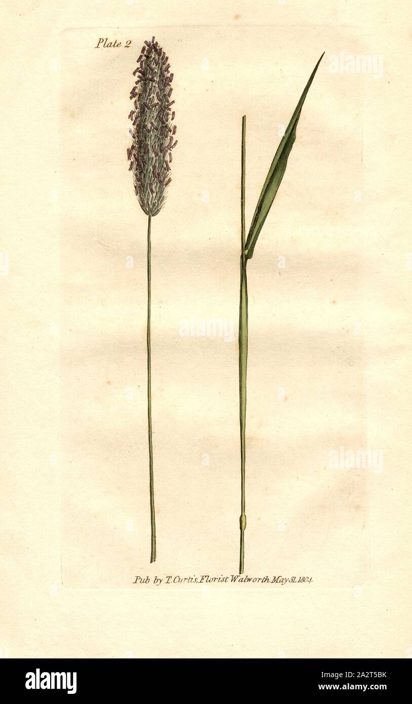 Fox-Tail, herbe de prairie (Alopecurus pratensis Vulpin des prés), signé : Pub., par S. Curtis, planche 2, à la p. 6, Curtis, S. (éditeur), William Curtis : observations pratiques des Britanniques, en particulier les graminées telles que sont les mieux adaptées à l'établissement ou l'amélioration des prairies et des pâturages : de même, un recensement des graminées. Londres : imprimé pour H. D. Symonds, 1805 Banque D'Images