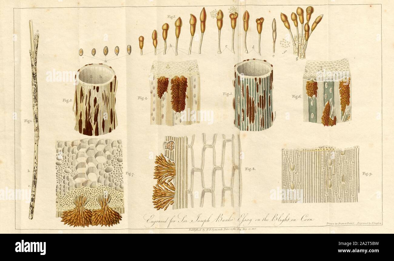 L'épi de maïs en grains, à l'oïdium, signé : dessiné par Francis Bauer, gravée par F. Sansom, Pub, par H.D. Symonds, plaque 7, p. 14, Bauer, Francis (dessin) ; Sansom, F. (gravure) ; Symonds, H. D. (éditeur), William Curtis : observations pratiques des Britanniques, en particulier les graminées telles que sont les mieux adaptées à l'établissement ou l'amélioration des prairies et des pâturages : de même, un recensement des graminées. Londres : imprimé pour H. D. Symonds, 1805 Banque D'Images