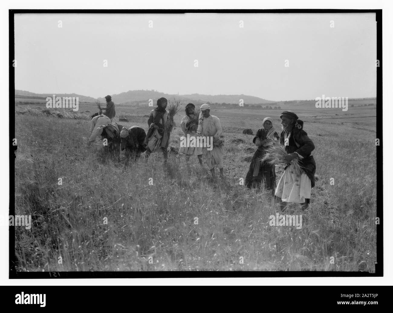 La récolte dans les champs de Boaz Banque D'Images