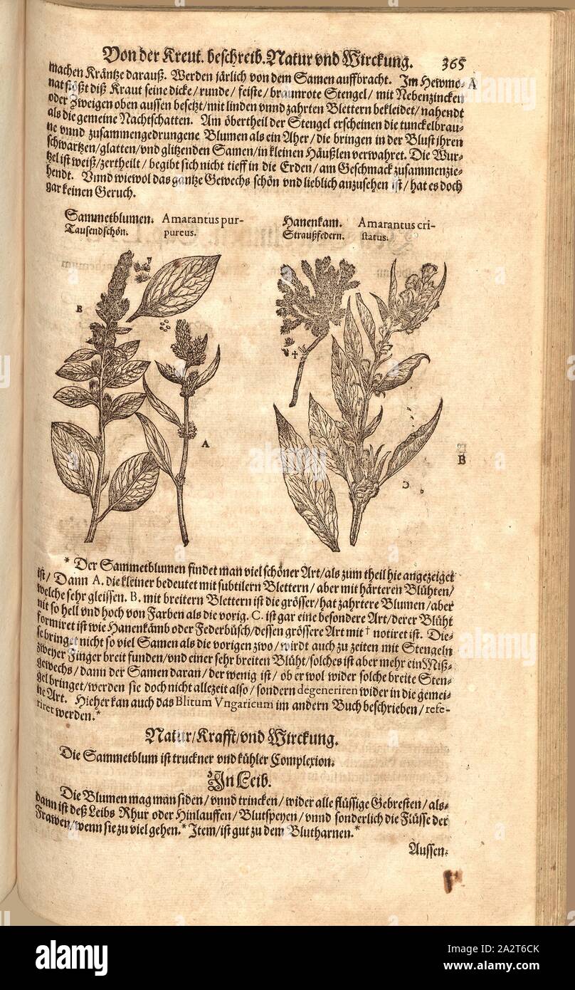 Amarantus Amarantus purpureus et cirstatus, Sammetblumen Hanenkam, Tausendschön, et plumes d'autruche, Fol. 365r, 1590, Pietro Andrea Mattioli, Joachim Camerarius : Kreuterbuch unnd hochgelehrten weitberühmten Berrn desz D. Petri Andreae Matthioli. Franckfort am Feyrabendt " : [1590], Banque D'Images