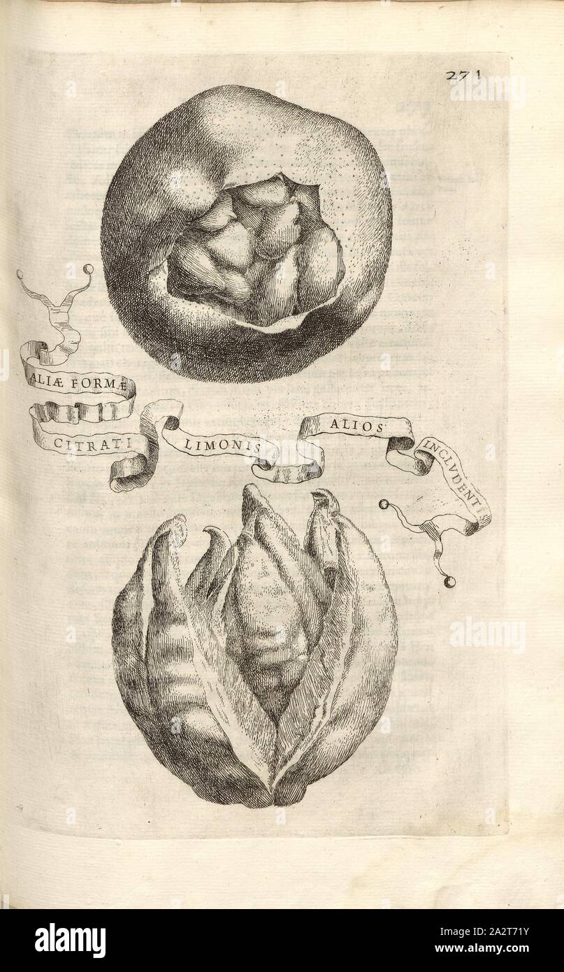 Une autre forme d'autres personnes y compris Limonis goad, agrumes, fig. 51, p. 264, 1646, Giovanni Battista Ferrari : Hesperides sive de malorum aureorum cultura et usu libri quatuor. Romae : sumptibus Hermanni Scheus, 1646 Banque D'Images