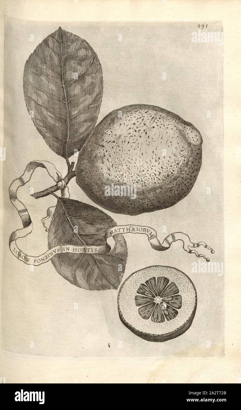 Ponzinus Matthaeiorum jardin de limon, agrumes, fig. 59, p. 290, 1646, Giovanni Battista Ferrari : Hesperides sive de malorum aureorum cultura et usu libri quatuor. Romae : sumptibus Hermanni Scheus, 1646 Banque D'Images
