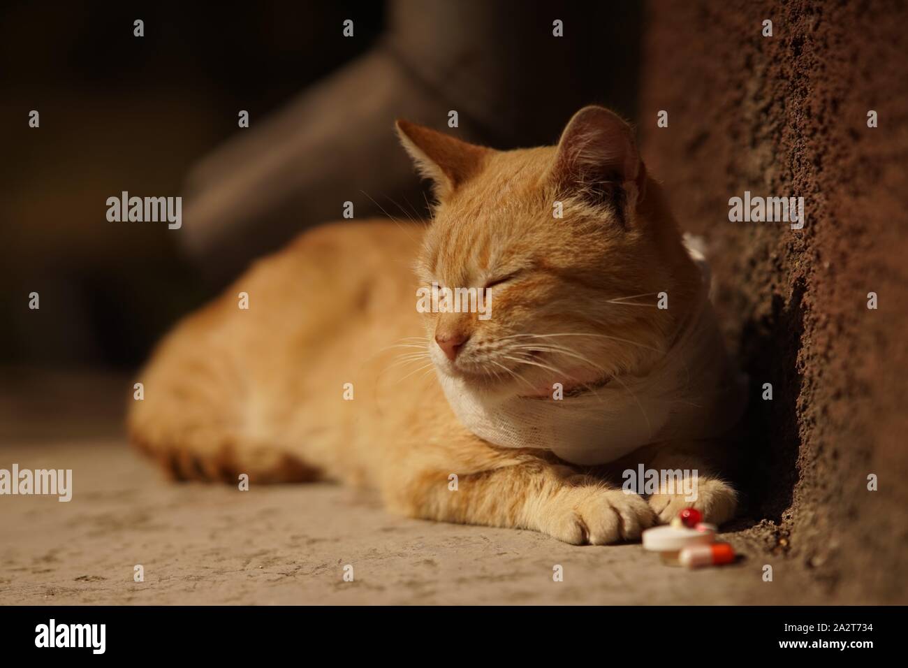 Chat Malade Avec Un Abces Sur Le Cou Avec La Gorge Bandee Pilules Situees Pres De Lui Les Maladies Des Animaux Photo Stock Alamy