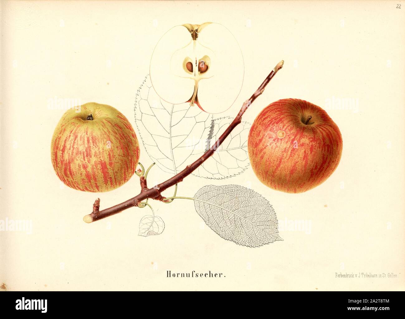Hornufsecher, variété de pomme suisse, signé : couleur imprimer par J. Tribelhorn, fig. 21, Tribelhorn, J. (imp.), 1863, Schweizerisch. Landwirtschaftl. Verein (Hg.) : Schweizerische Obstsorten. [S.l.] : Schweizerischer Landwirtschaftlicher Verein, [1863 Banque D'Images
