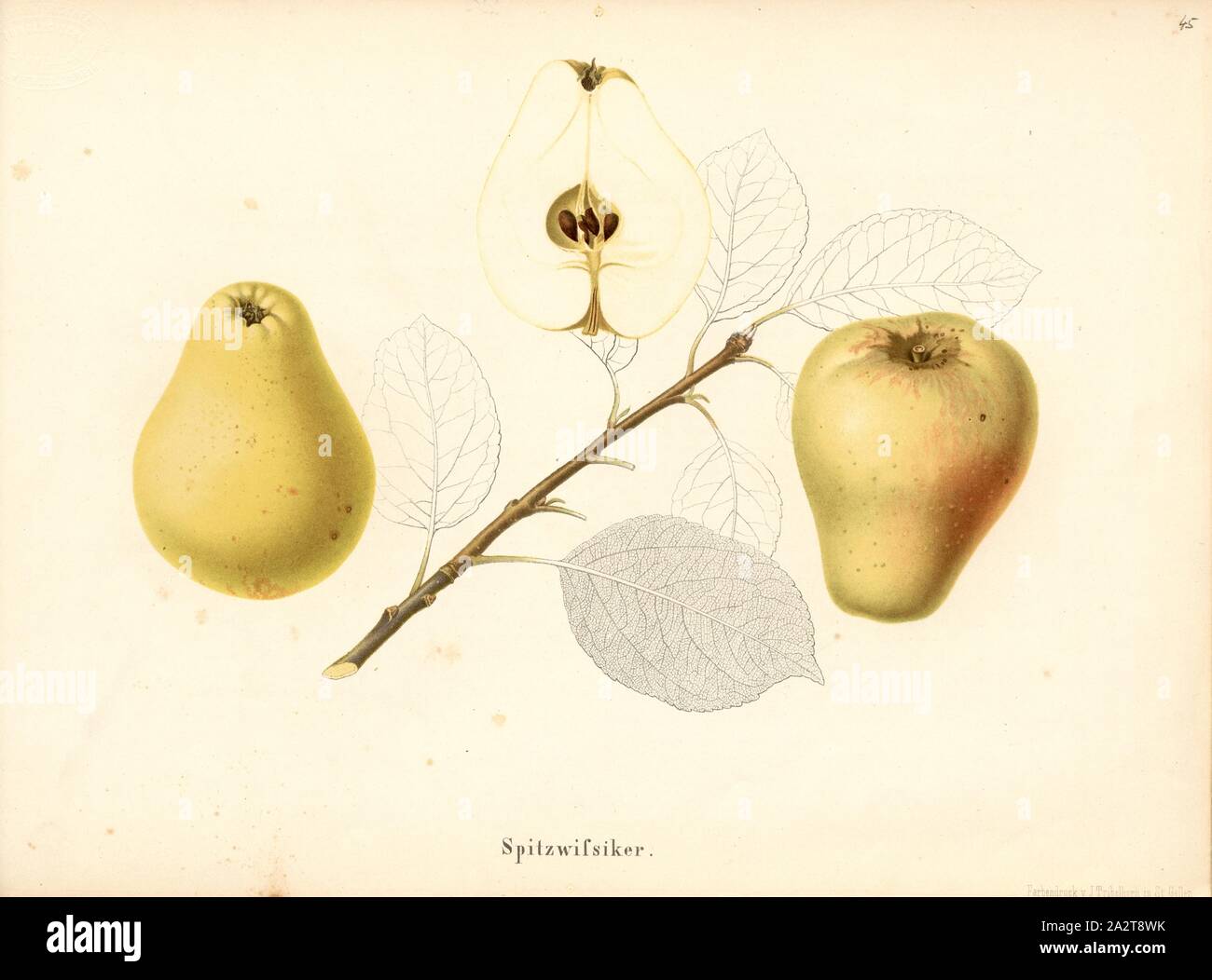 Spitzwissiker, variété de pomme suisse, signé : couleur imprimer par J. Tribelhorn, fig. 43, Tribelhorn, J. (imp.), 1863, Schweizerisch. Landwirtschaftl. Verein (Hg.) : Schweizerische Obstsorten. [S.l.] : Schweizerischer Landwirtschaftlicher Verein, [1863 Banque D'Images