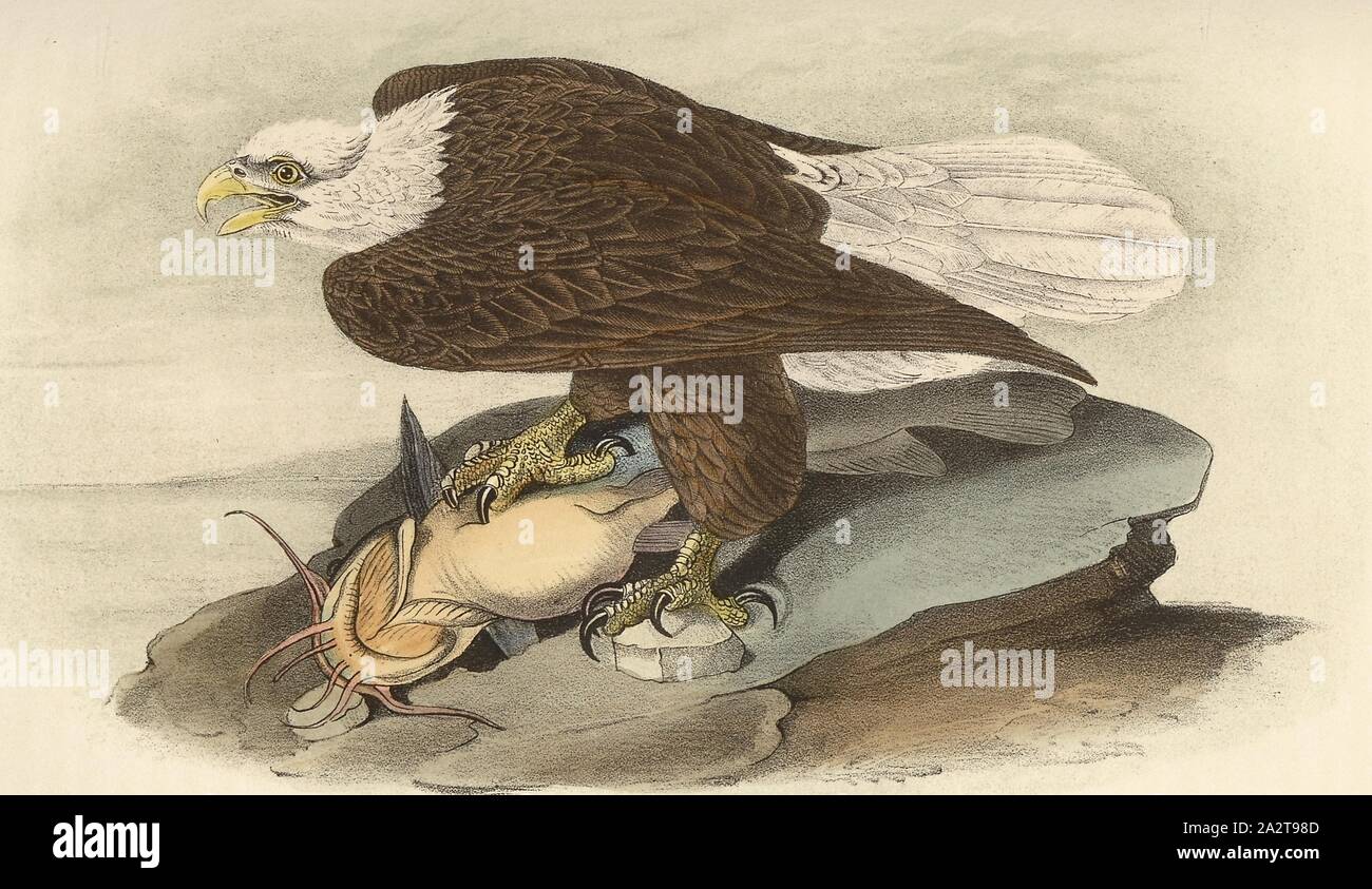 L'aigle de mer à tête blanche, ou le Pygargue à tête blanche, le Pygargue à tête blanche (Haliaeetus leucocephalus), signé : J.J. Audubon, J.T. Bowen, lithographie, Pl. 14 (vol. 1), John James Audubon : les oiseaux d'Amérique : à partir de dessins réalisés aux États-Unis et dans leurs territoires. New York : Audubon, 1856 Banque D'Images