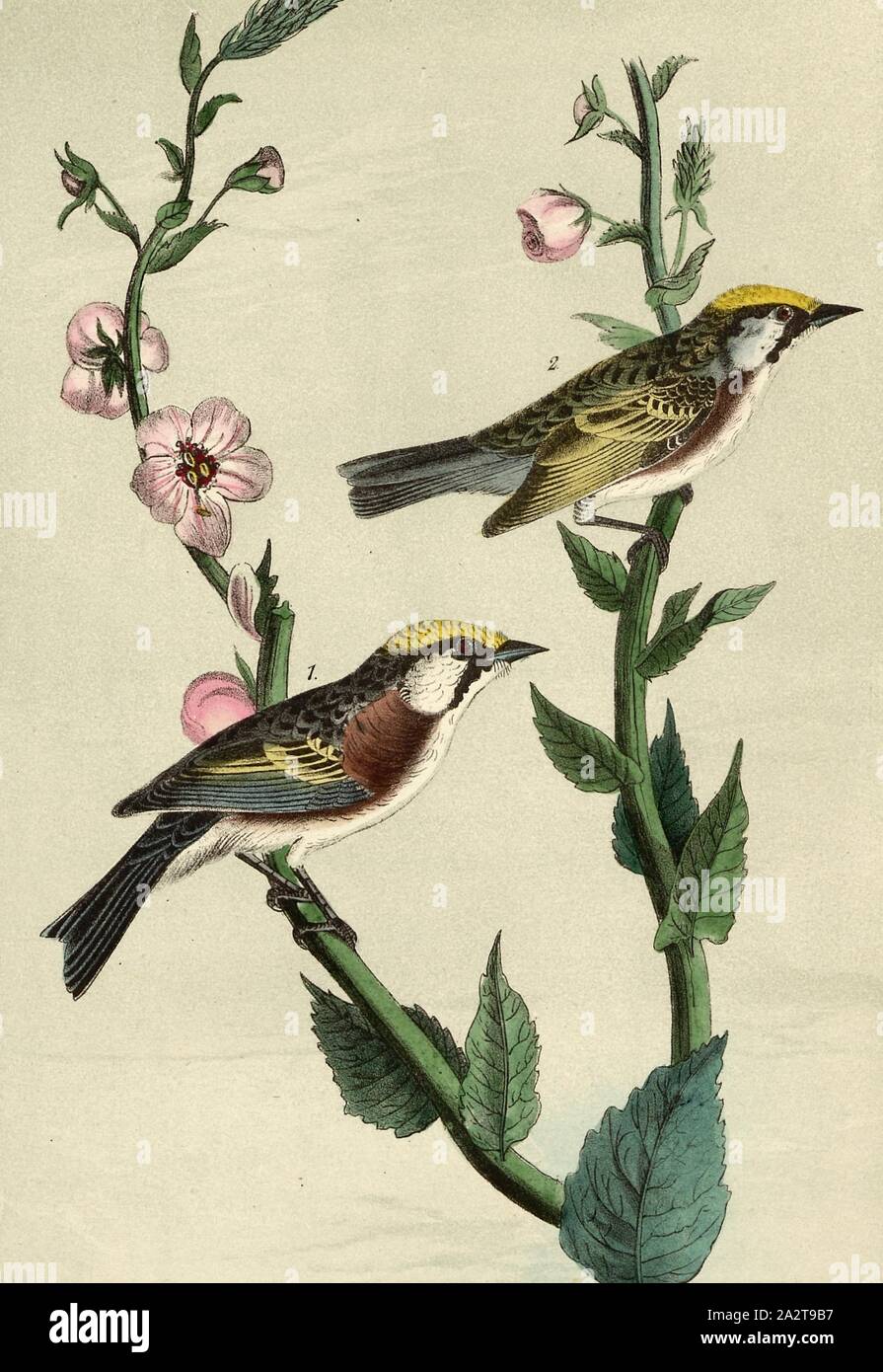 Chesnut-verso Wood-Warbler - Espèce de Molène, Verbascum blattaria, Paruline (Sylvicola icterocephala) cafard, Molène, aussi Schabenkraut, signé : J.J. Audubon, J.T. Bowen, lithographie, Pl. 81 (vol. 2), Audubon, John James (dessinée) ; Bowen, H. (lith.), 1856, John James Audubon : les oiseaux d'Amérique : à partir de dessins réalisés aux États-Unis et dans leurs territoires. New York : Audubon, 1856 Banque D'Images