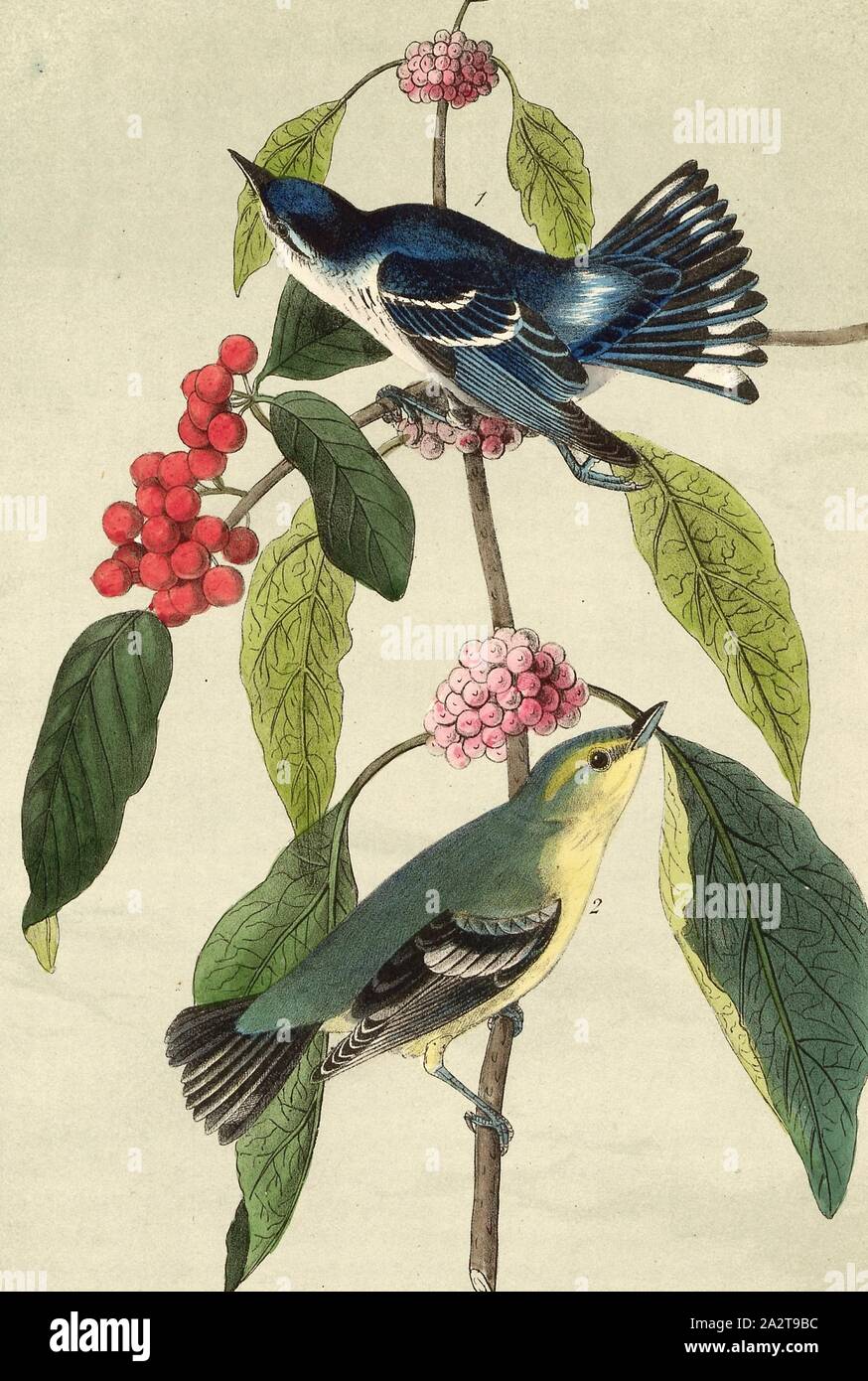Caerulean Wood Warbler Bear Berry Et Espagnol Mulberry