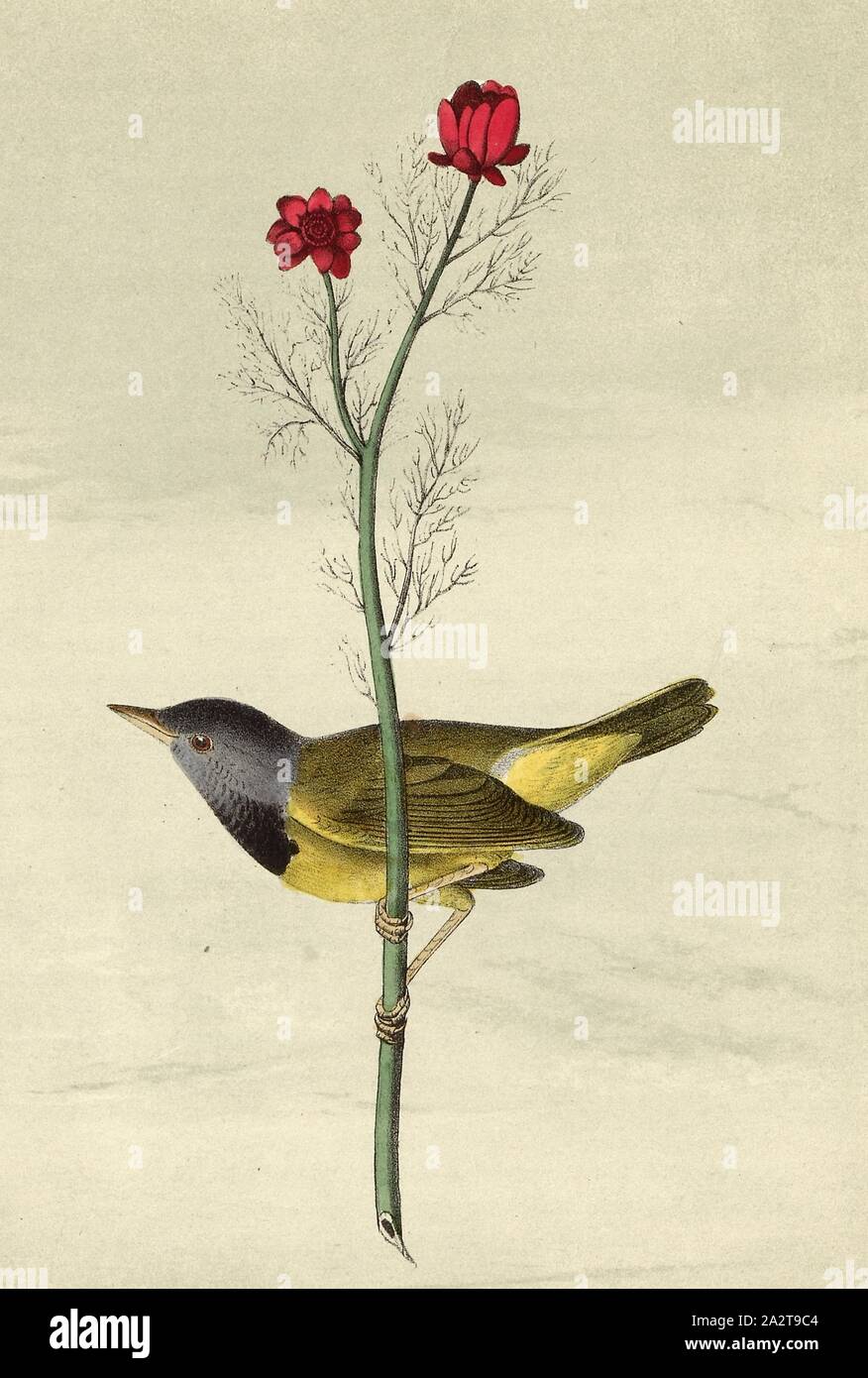 Deuil Ground-Warbler - Pheasant's-eye, Flos Adonis., la paruline à tête grise (Geothlypis trichas philadelphia, philadelphia), Autumn-Adonis (Adnois annua), signé : J.J. Audubon, J.T. Bowen, lithographie, Pl. 101 (Vol. 2), Audubon, John James (dessinée) ; Bowen, H. (lith.), 1856, John James Audubon : les oiseaux d'Amérique : à partir de dessins réalisés aux États-Unis et dans leurs territoires. New York : Audubon, 1856 Banque D'Images