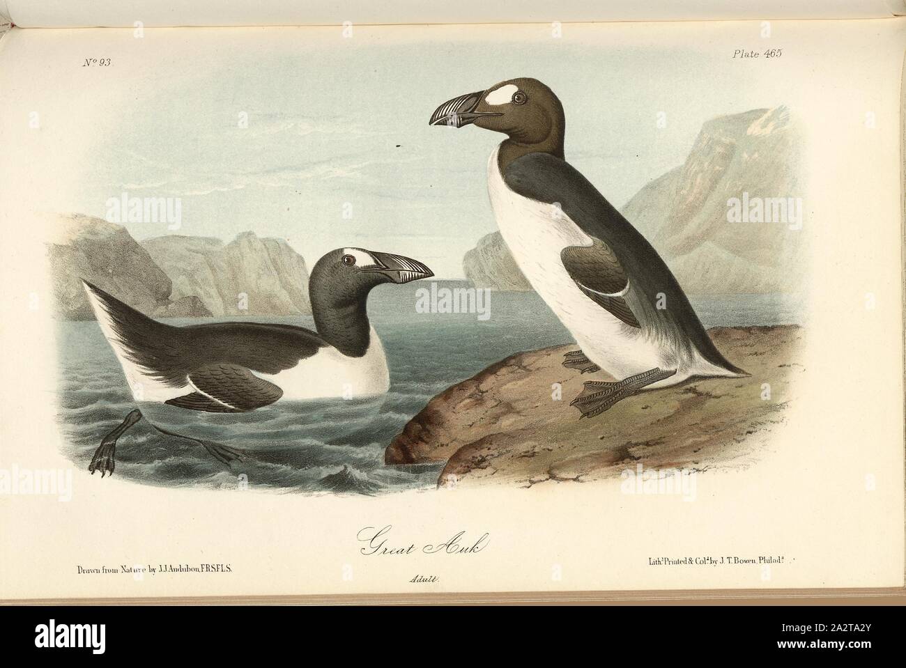 Le Grand Pingouin, Alca Impennis géant (chaux), signé : J.J. Audubon, J.T. Bowen, lithographie, Pl. 465 (vol. 7), Audubon, John James (dessinée) ; Bowen, H. (lith.), 1856, John James Audubon : les oiseaux d'Amérique : à partir de dessins réalisés aux États-Unis et dans leurs territoires. New York : Audubon, 1856 Banque D'Images