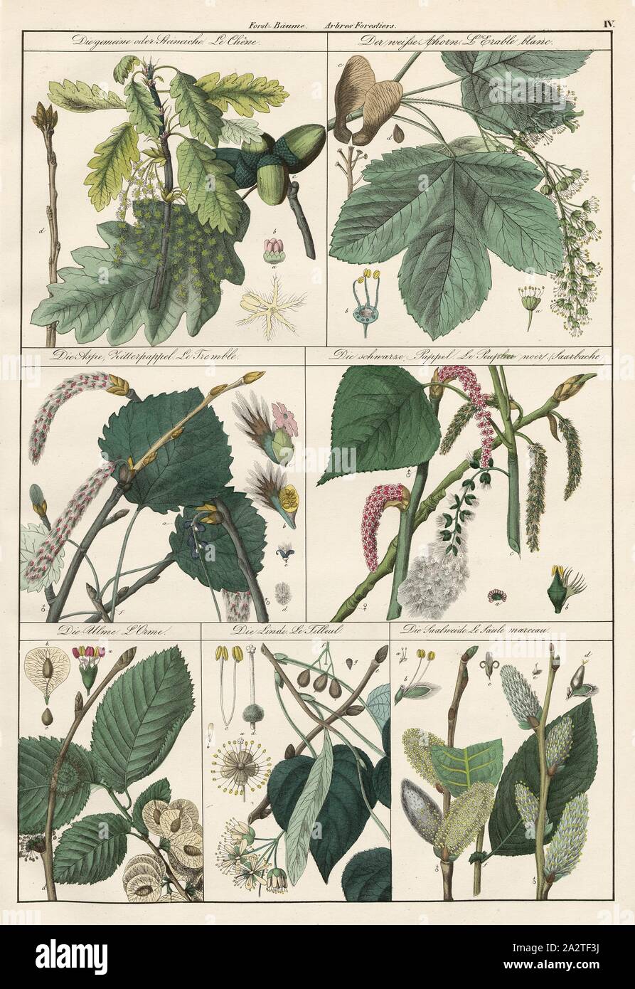 Les arbres forestiers 2, le chêne, l'érable blanc, Orme, tilleul, Saalweide, Taf. IV, Heinrich Rudolf Schinz : Abbildungen aus der Naturgeschichte. Zürich : bei Friedrich Schulthess, [1824 Banque D'Images