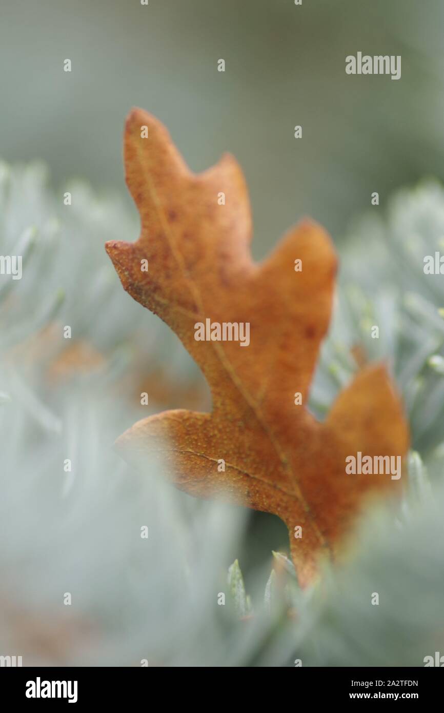 Feuille de chêne d'automne sur une épinette bleue, Branc Épinette du Colorado (Picea pungens). Close Up de Macro les aiguilles de pin sur un hivers brumeux jour. Exeter, Devon, UK. Banque D'Images