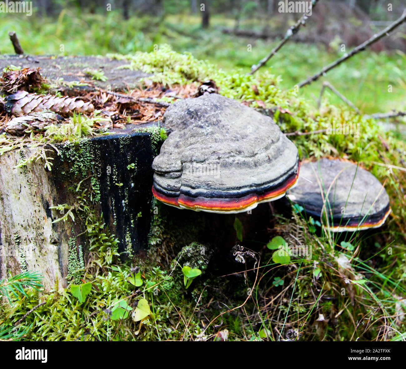 La mousse sur une souche d'arbre avec un champignon. Arrière-plan de la forêt. Banque D'Images