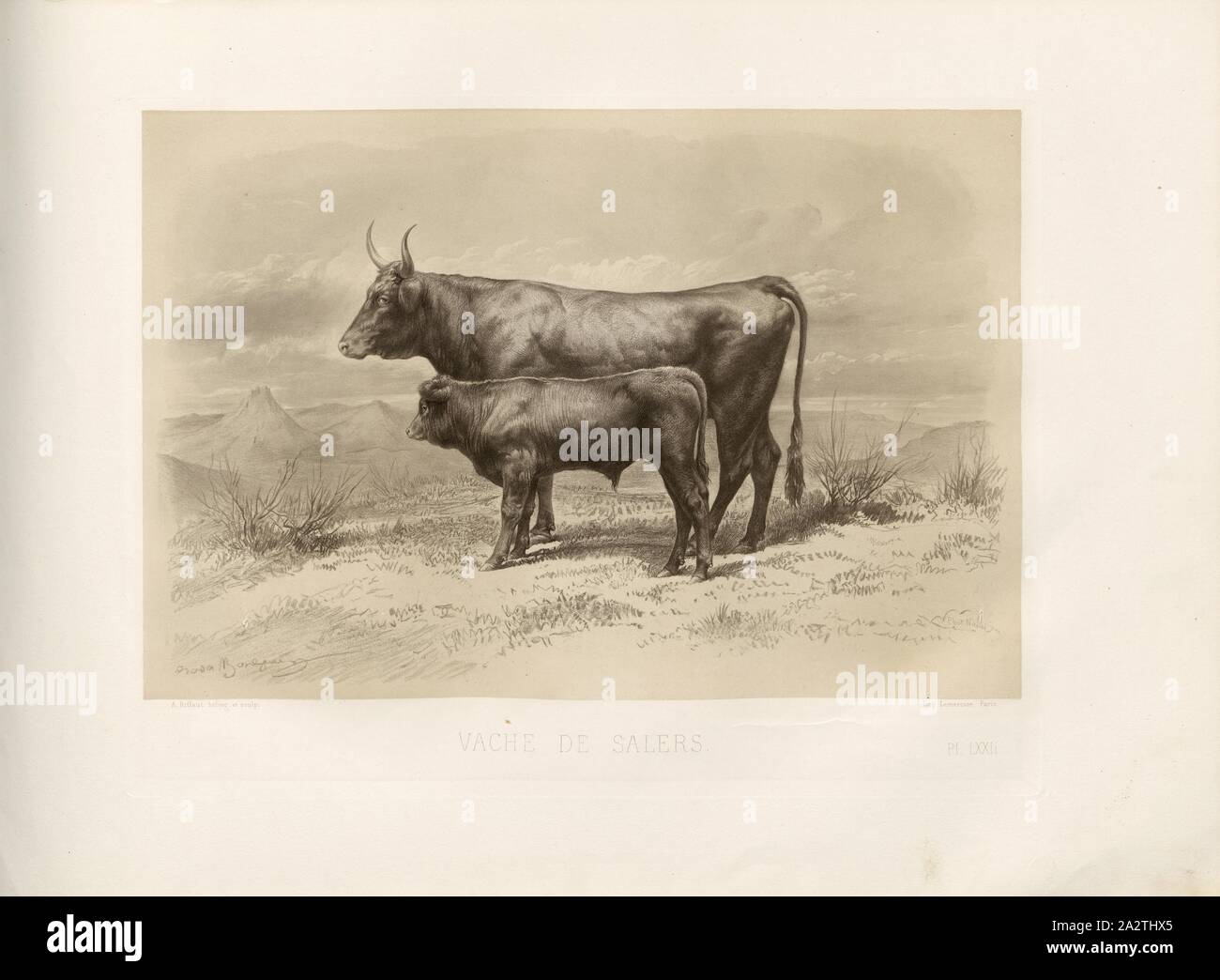 Vache Salers, race bovine française, vache, signé : Rosa Bonheur, Phot., Nadar, A. Riffaut heliog., et sculptures, Pl. LXXII, p. 163, Bonheur, Rosa, Adrien Tournachon, Alban (Phot.) ; Riffaut, A. (heliog. et sc.), Emile Baudement : Les races bovines au concours universel agricole de Paris en 1856 : études zootechniques. Bd. 2. Paris : Imprimerie impériale, MDCCCLXI [1861 Banque D'Images