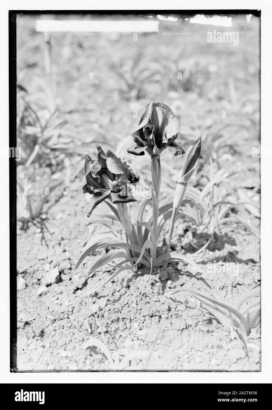 Rouge Violet Iris (Iris Helenae W. Barb.) Banque D'Images