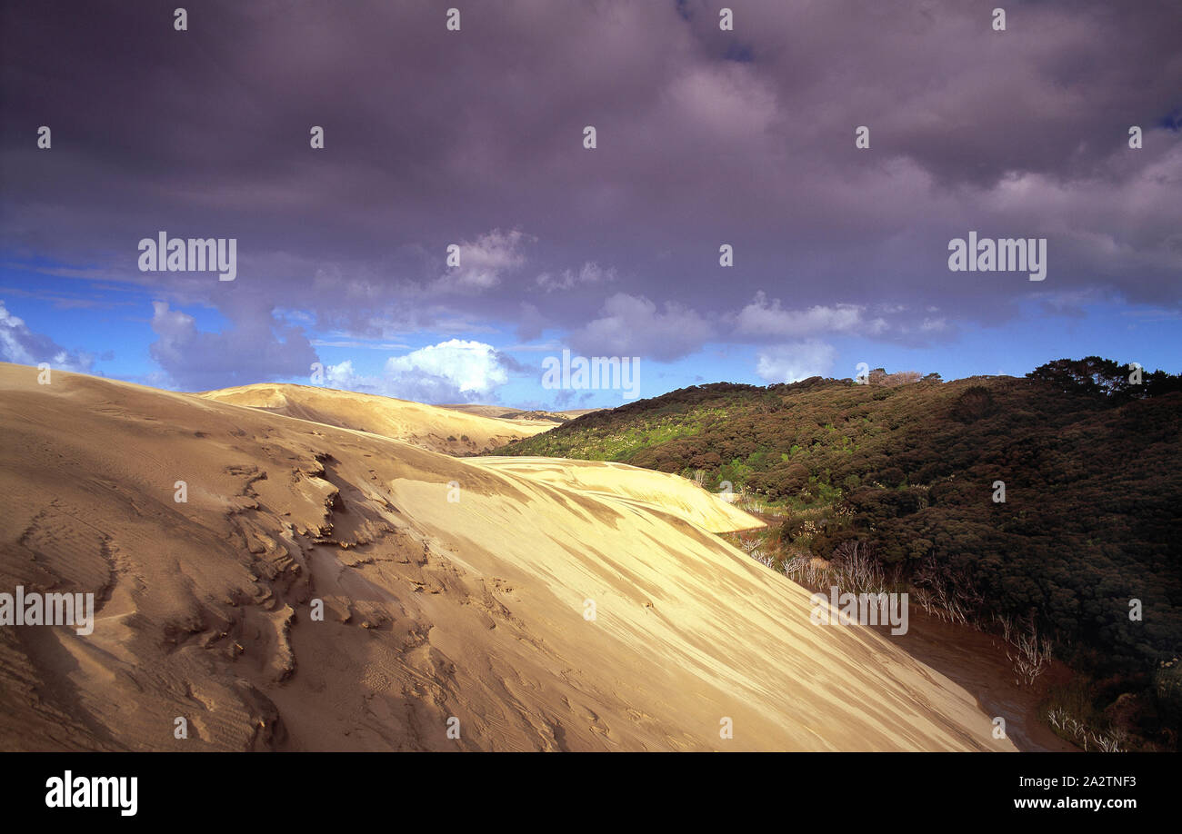 La Nouvelle-Zélande. 90 Mile Beach. Dune de sable à la dérive. Banque D'Images