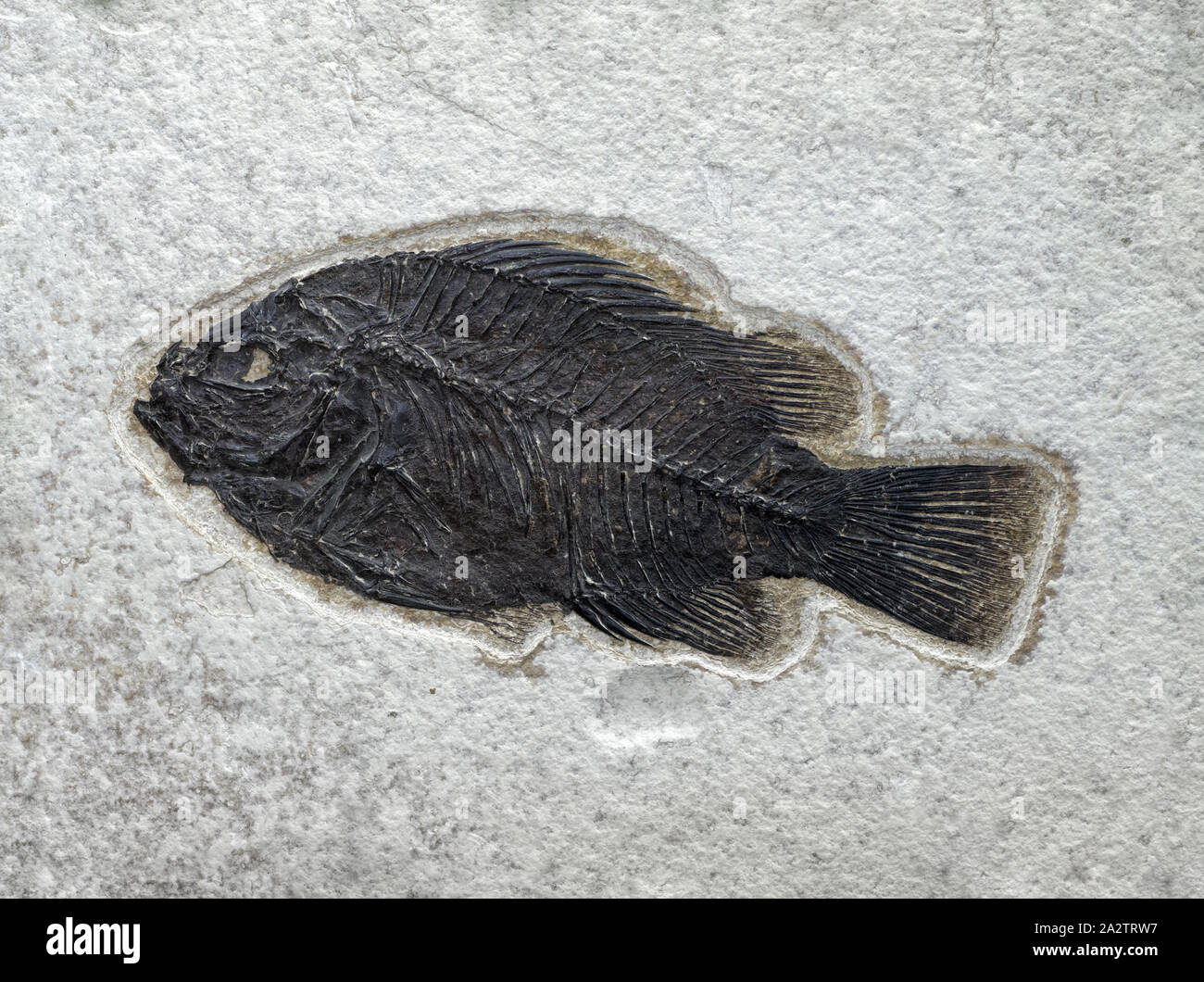 Milieux et de textures : surface en pierre avec des poissons fossilisés, natural background Banque D'Images