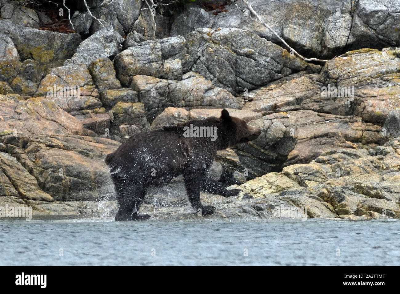 Un jeune ours grizzly (Ursus arctos), serre l'eau de son manteau après la baignade à une île pour se nourrir de baies. Port McNeil, British Columbia, Canada. Banque D'Images