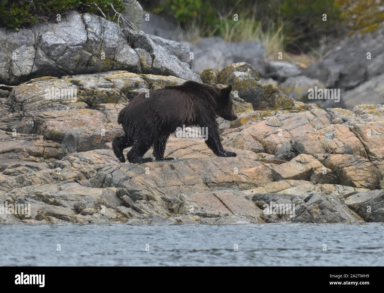 Un jeune ours grizzly (Ursus arctos), serre l'eau de son manteau après la baignade à une île pour se nourrir de baies. Port McNeil, British Columbia, Canada. Banque D'Images