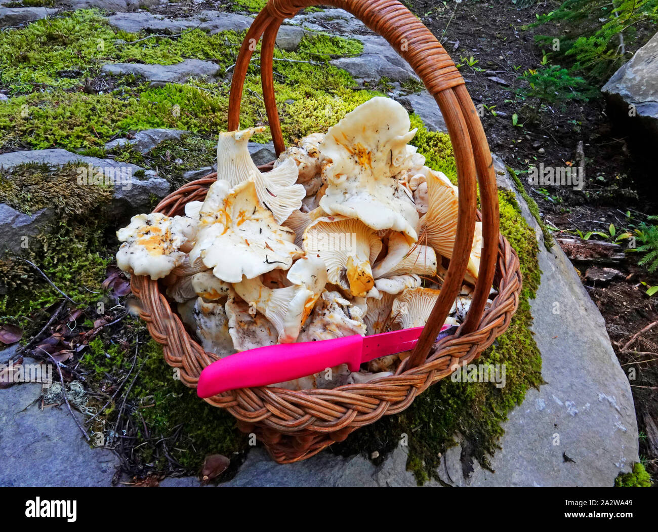 Un panier de chanterelles blanc fraîchement coupé, un champignon comestible très prisé dans le nord-ouest du Pacifique. Ces provenait d'une forêt de l'Oregon. Banque D'Images