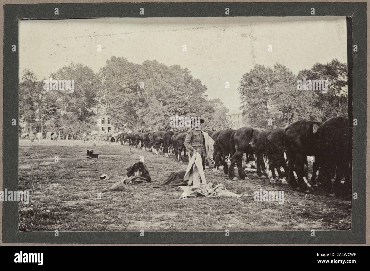 Photographie - chevaux s'alimentant à Camp allié, Strazeele, France, le Sergent John Lord, la Première Guerre mondiale, 1916-1917, tirage photographique noir et blanc qui représente le camp allié à Strazeele, situé dans le nord-est de la France. À de nombreuses reprises, tel que représenté sur cette photographie, les bataillons étaient simplement des chevaux attachés à des piquets de grève au camp site pour la période de leur séjour. Cette pratique était bien pendant les chauds mois d'été, mais dans l'hiver froid et humide a subi beaucoup de chevaux Banque D'Images