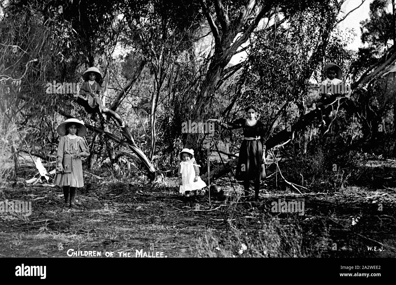 - Négatif Walpeup, Victoria, 1910-1920, trois jeunes filles debout dans le bush. Il y a un appareil photo à côté de la fille aînée Banque D'Images