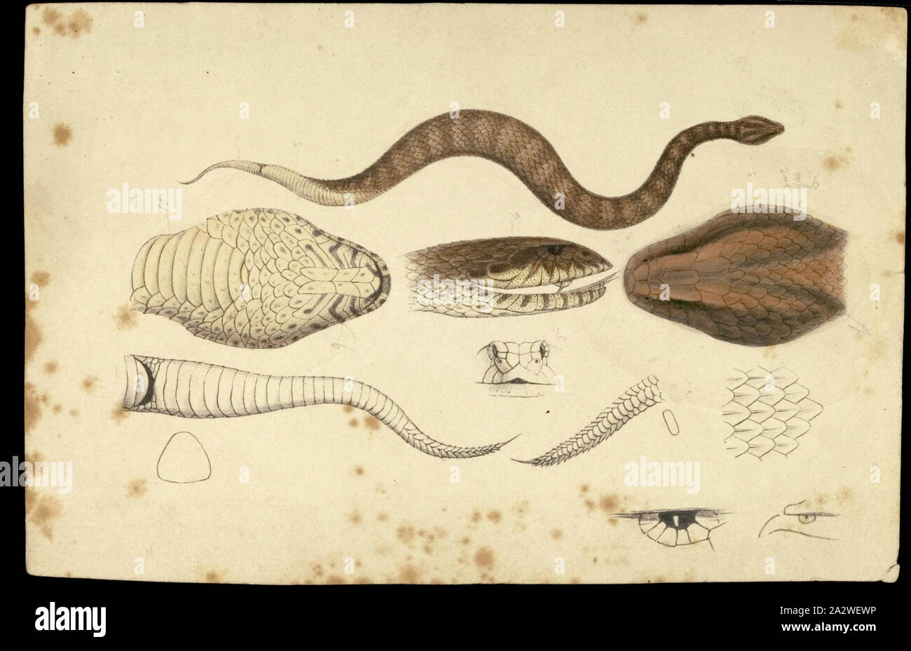 Épreuve couleur lithographique - encre lithographique sur papier d'Acanthophis antarcticus, Death Adder, Death Adder, Acanthophis antarcticus par Ludwig Becker. La preuve, colorée à la main et crayon lithographique sur papier aquarelle, 15cm x 23cm. Publié dans l'Assiette 12 dans le Prodromus de la zoologie de Victoria par Frederick McCoy Banque D'Images