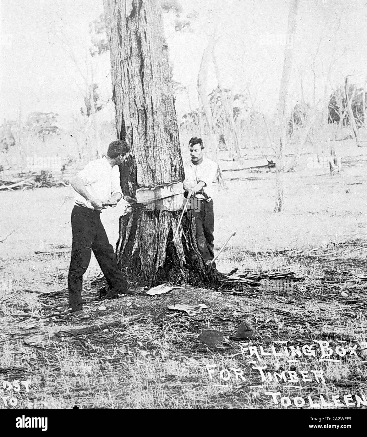 Toolleen - Négatif, Victoria, vers 1910, deux hommes avec une scie de coupe transversale d'un arbre de sciage Banque D'Images