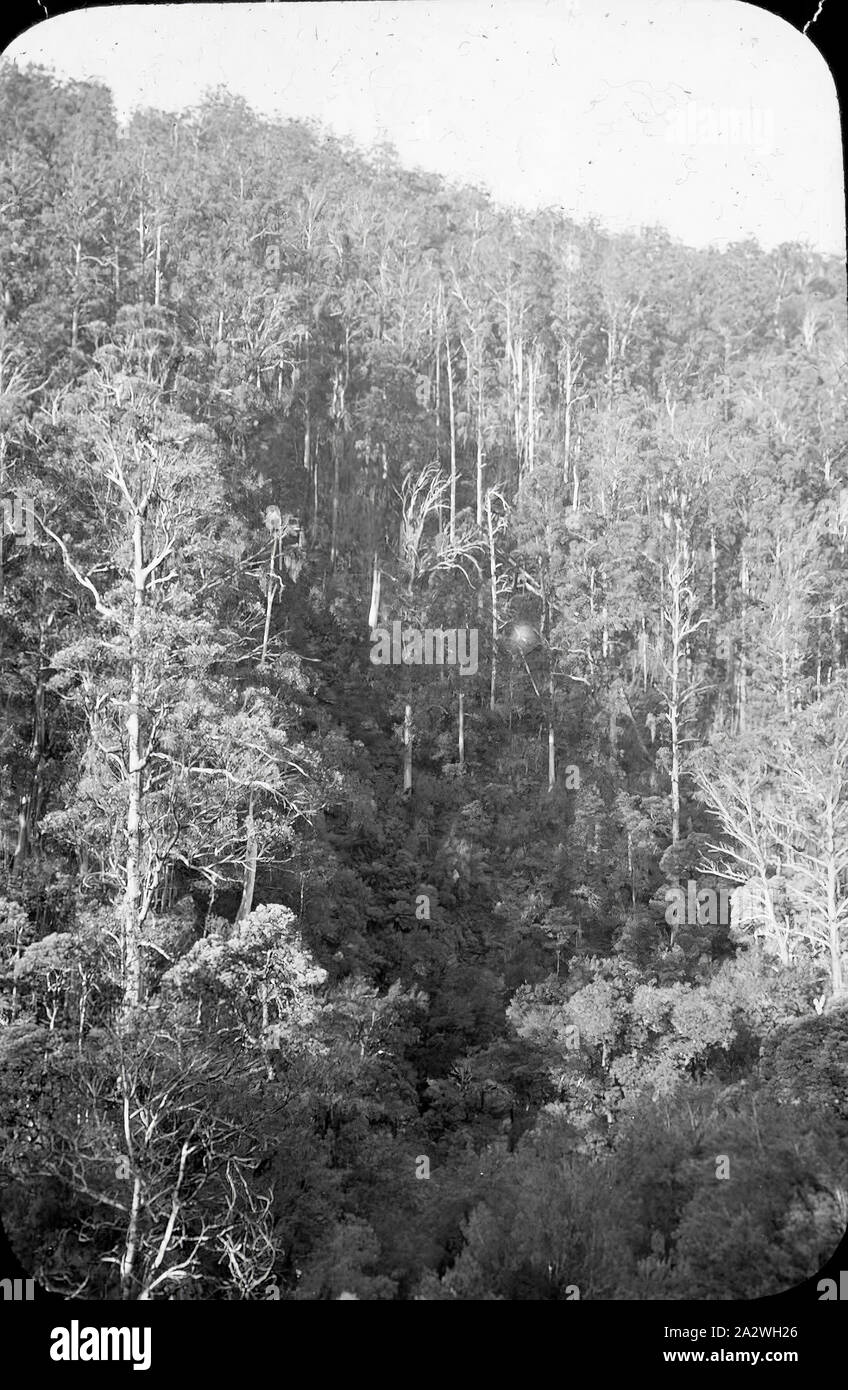 Diapositive - Côté montagne, Victoria, date inconnue, image en noir et blanc de la face d'une montagne dans les hautes-terres de l'époque victorienne montrant la croissance dense des arbres et sous-bois, photographié par A.J. Campbell. Un des nombreux formant l'A.J. Campbell Collection détenus par Museum Victoria Banque D'Images