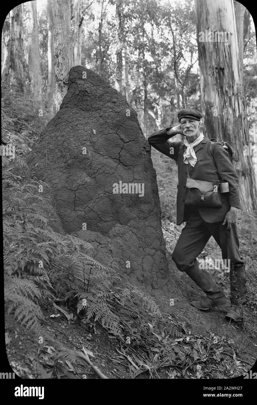 Diapositive - A.J. Campbell, Victoria, date inconnue, image en noir et blanc de James Archibald Campbell se penchant sur ant hill portant sa tenue habituelle pour un trek dans le bush et le sac porter tous qu'il a pris partout avec lui, photographié par son fils A.G. Campbell. Un des nombreux formant l'A.J. Campbell Collection détenus par Museum Victoria Banque D'Images