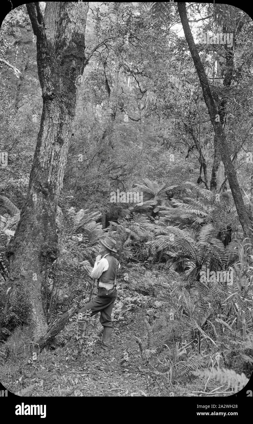 Diapositive - James Archibald Campbell, Victoria, date inconnue, image en noir et blanc de James Archibald Campbell contemplant un arbre dans le bush de l'époque victorienne, photographié par son fils A.G. Campbell. Un des nombreux formant l'A.J. Campbell Collection détenus par Museum Victoria Banque D'Images