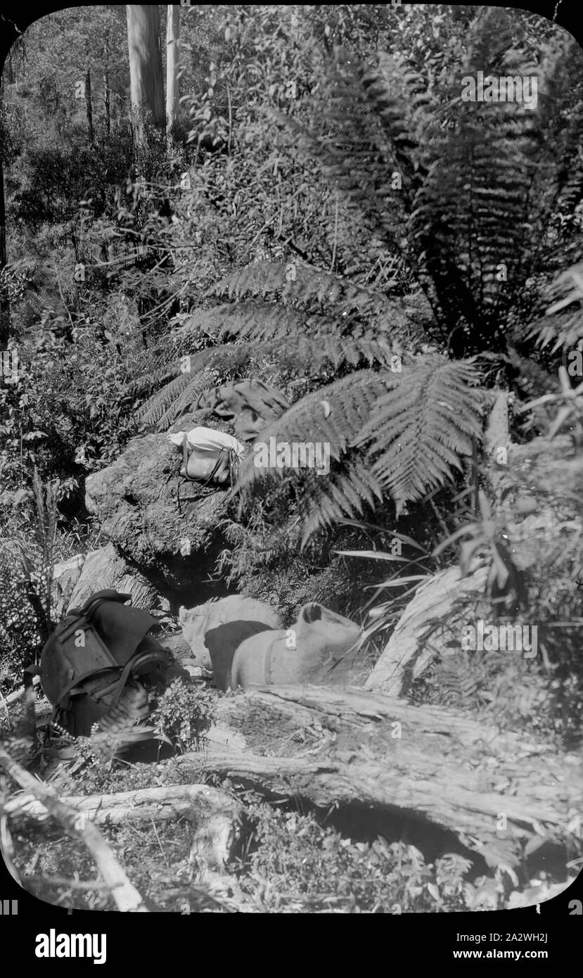 Diapositive - La voie Yarra, Victoria, 1904-1907, image en noir et blanc de la partie supérieure de la piste de Yarra, sur l'une des deux randonnées à pied organisée par l'A.J. Campbell en 1904 et 1907. On pense que cela peut avoir été l'occasion lorsque le pack horse est tombé en dehors de la piste et a dû être sauvé et est la raison de tous les sacs pour la partie à pied allongé sur la piste. Photographié par A.J. Campbell. Un des nombreux formant l'A.J Banque D'Images