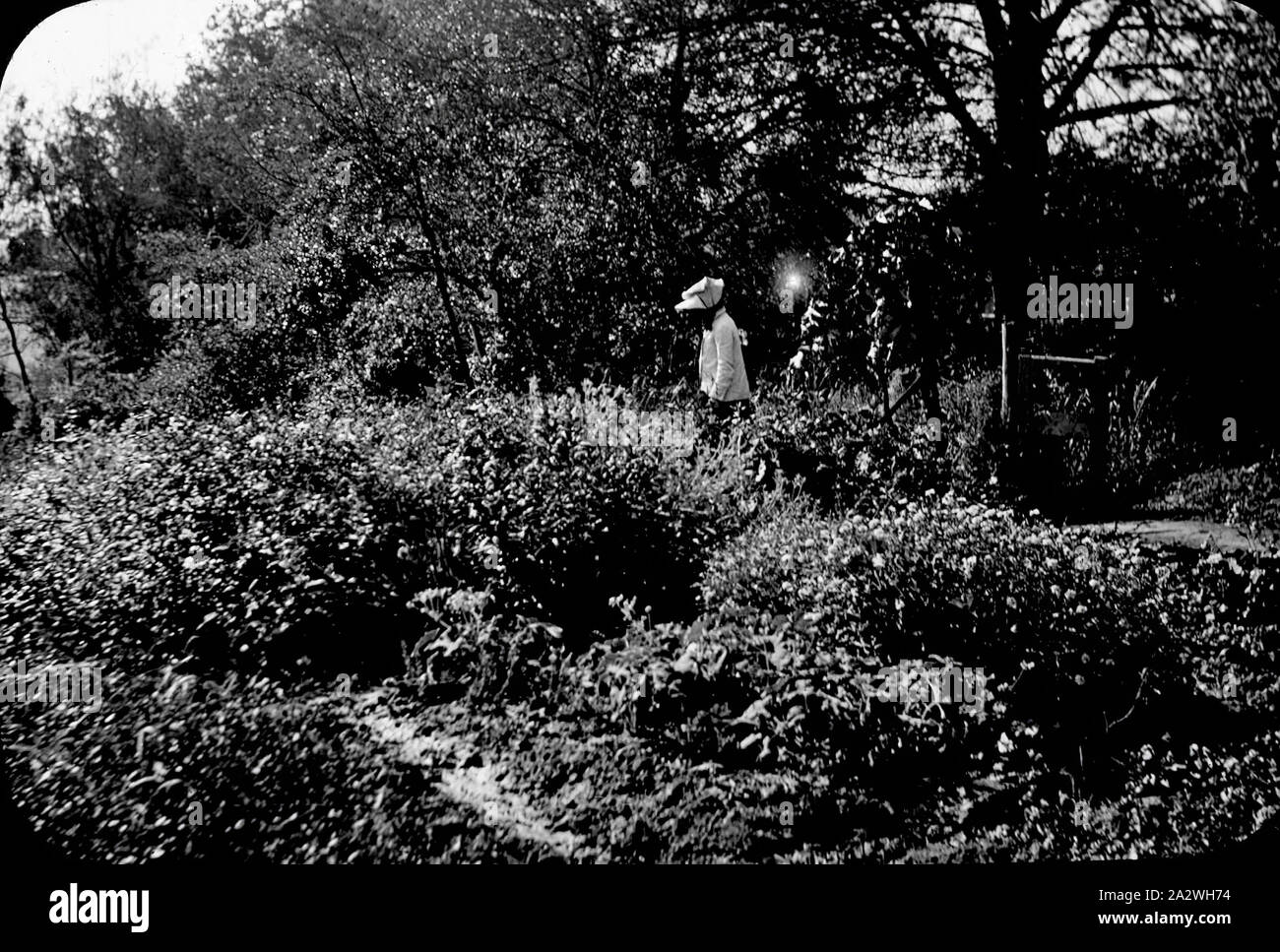 Diapositive - Amy Campbell, Pomonal, Victoria, 1908-1912, image en noir et blanc d'Amy Campbell, épouse de George Archibald Campbell (A.G.) soigner le jardin de leur verger dans Pomonal, Victoria, photographié par A. G. Campbell, fils de l'A.J. Campbell Banque D'Images