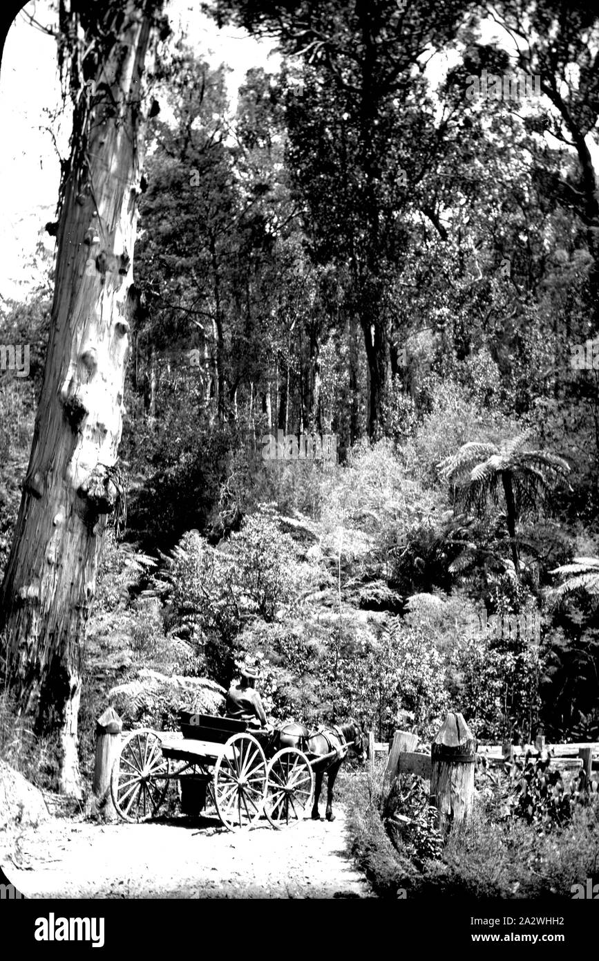 Diapositive - Dandenongs, Victoria, date inconnue, image en noir et blanc d'une route de montagne à travers les Dandenongs montrant également la méthode préférée de transport pour la journée, photographié par A.J. Campbell. C'est l'une des nombreuses diapositives sur verre qui forment l'A.J. Campbell Collection détenus par les musées Victoria Banque D'Images