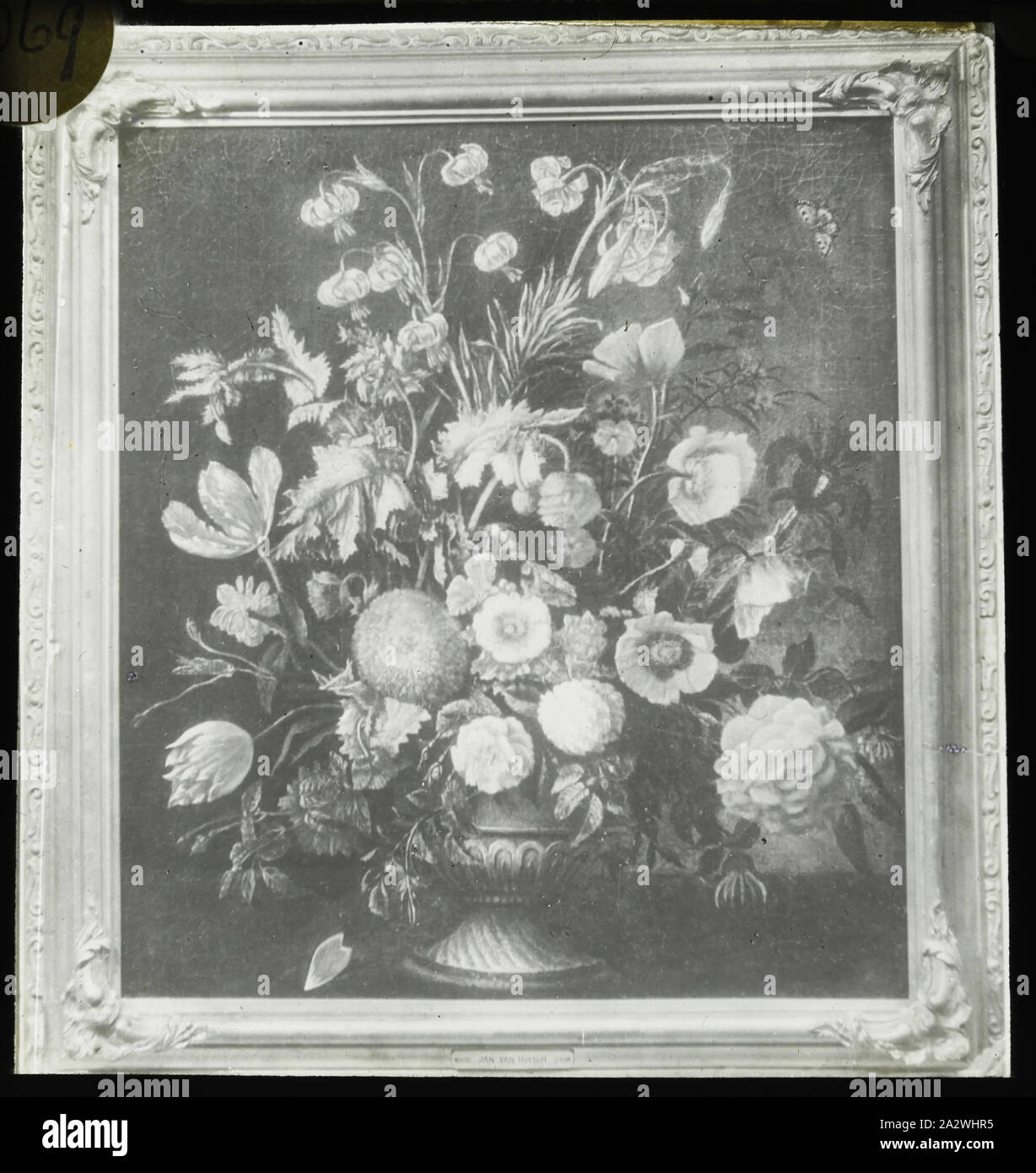 Diapositive - Étude 'fleur', 1909-1930, l'un d'une série de quatre-vingt-dix diapositives de lanterne magique contenant des images d'artefacts, d'œuvres d'art, arts décoratifs, intérieurs et les meubles qui semblent appartenir à différentes collections de musée et de galerie dans le Royaume-Uni. Cette diapositive illustre une peinture d'une fleur réalisée par peintre hollandais Jan van Huysum, 1682 - 1749. La Francis Collection d'appareils cinématographiques et des documents éphémères a été acquis par Banque D'Images