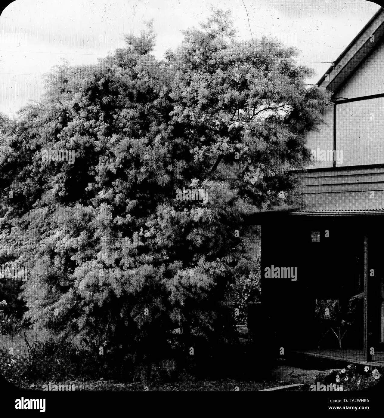 Diapositive - Wattle floraison, Brewster, Victoria, 1956, image en noir et blanc de la floraison de plus en plus à côté de l'accueil de mimosa d'Archibald George (A.G.) Campbell et sa femme Amy Campbell, photographié par A. G. Campbell, fils de l'A.J. Campbell Banque D'Images