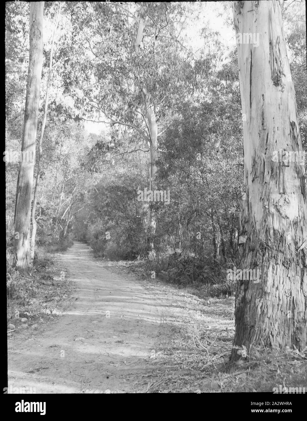Diapositive - Forest Road, Victoria, Australie, date inconnue, image en noir et blanc d'une route forestière en Victoria, photographié par A. G. Campbell, fils de l'A.J. Campbell. C'est l'une des nombreuses diapositives sur verre qui forment l'A.J. Campbell Collection détenus par les musées Victoria Banque D'Images