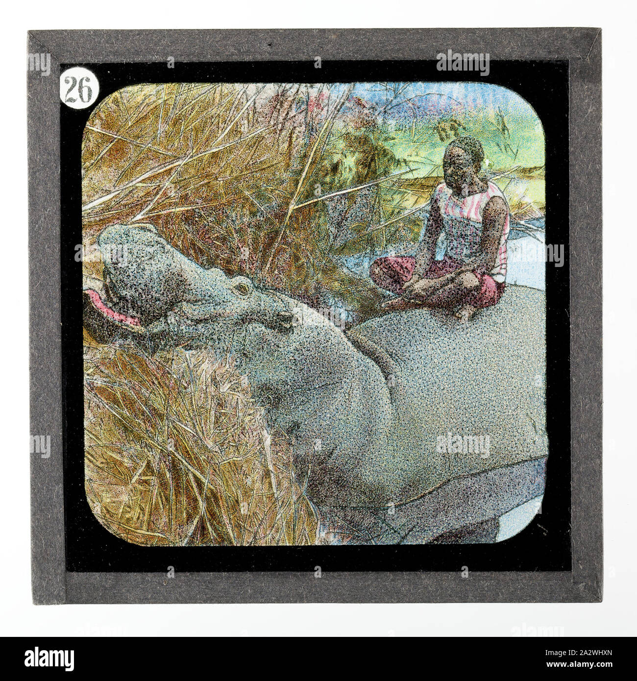 Diapositive - hippopotame, de vie et de travail du Dr David Livingstone, vers 1900, diapositive représentant une personne d'un hippopotame. Elle fait partie d'un ensemble incomplet de 40 diapositives, deux sont manquants, illustrant les faits marquants de la vie de Livingstone et de voyages. Ces diapositives ont été fabriqués par la London Stereoscopic & Photographic Company pour la Société Missionnaire de Londres, vers 1900. Le Dr David Livingstone (1813-1873) a passé trente ans en Afrique comme missionnaire Banque D'Images