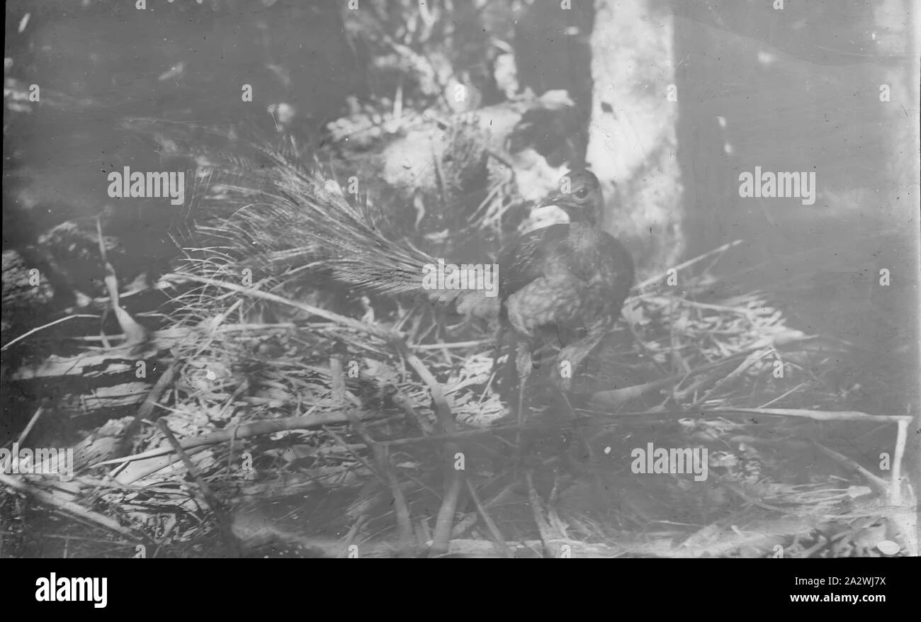 Diapositive - Olinda-lyre, Loi de l'Australie, date inconnue, image en noir et blanc de la Lyre loi olinda photographié par A. G. Campbell, fils de l'A.J. Campbell Banque D'Images